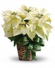 Potted White Poinsettia Plant (large size)